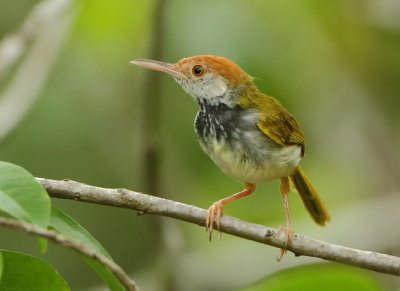 Dark-necked Tailorbird - Orthotomus atrogularis