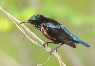 Van Hasselt's Sunbird - Leptocoma brasiliana