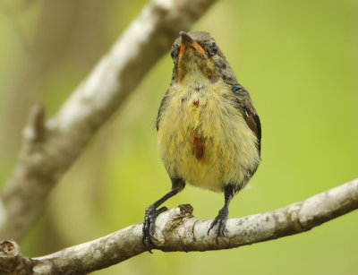 Van Hasselt's Sunbird - Leptocoma brasiliana