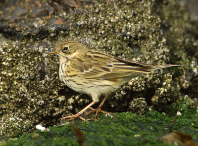 Rock Pipit - Anthus petrosus (Oeverpieper)