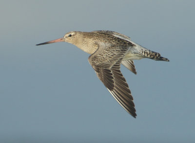 Bar-tailed Godwit - Limosa lapponica (Rosse Grutto)