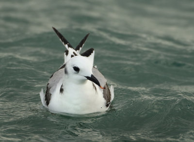 Black-legged Kittiwake - Rissa tridactyla (Drieteenmeeuw)