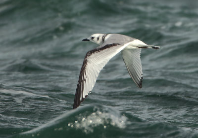 Black-legged Kittiwake - Rissa tridactyla (Drieteenmeeuw)
