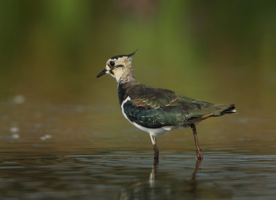 Northern Lapwing - Vanellus vanellus (Kievit)