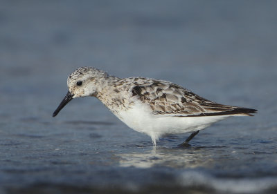 Sanderling - Calidris alba (Drieteenstrandloper)