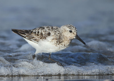 Sanderling - Calidris alba (Drieteenstrandloper)
