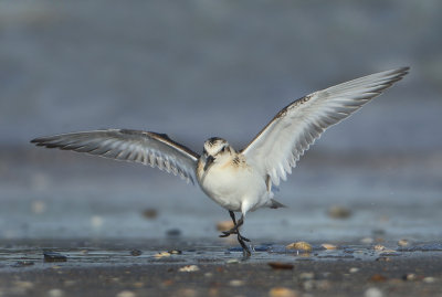 Sanderling - Calidris alba (Drieteenstrandloper)