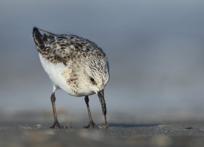 Sanderling - Calidris alba (Drieteenstrandloper)