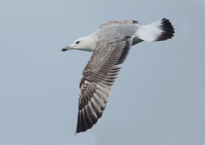 Caspian Gull - Larus cachinnans (Pontische Meeuw) 