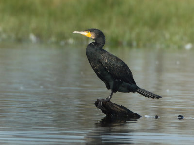 Great Cormorant - Phalacrocorax carbo (Aalscholver)