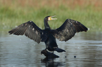 Great Cormorant - Phalacrocorax carbo (Aalscholver)