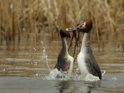 Great Crested Grebe - Podiceps cristatus (Fuut)