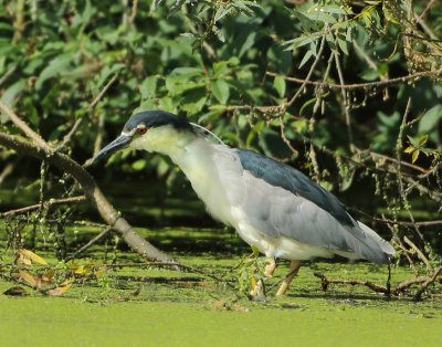 MAP: Black-crowned Night Heron - Nycticorax nycticorax (Kwak)