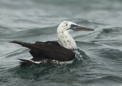 Northern Gannet - Morus bassanus (Jan van Gent)