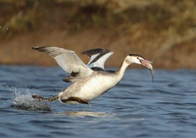 Great Crested Grebe - Podiceps cristatus (Fuut)