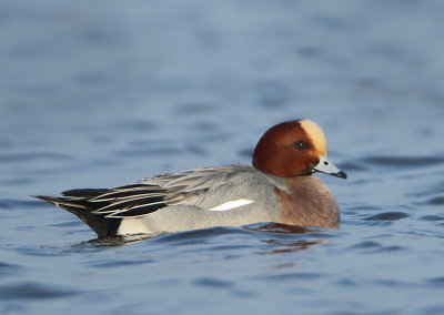 Eurasian Wigeon - Anas penelope (Smient)