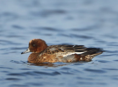 Eurasian Wigeon - Anas penelope (Smient)