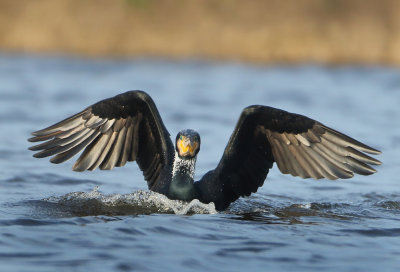 Great Cormorant - Phalacrocorax carbo (Aalscholver)