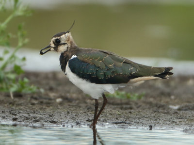 Northern Lapwing - Vanellus vanellus (Kievit)