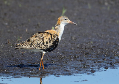 Ruff - Philomachus pugnax (Kemphaan)