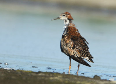 Ruff - Philomachus pugnax (Kemphaan)