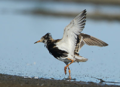 Ruff - Philomachus pugnax (Kemphaan)