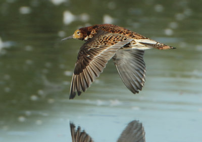 Ruff - Philomachus pugnax (Kemphaan)