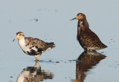 Ruff - Philomachus pugnax (Kemphaan)