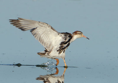 Ruff - Philomachus pugnax (Kemphaan)
