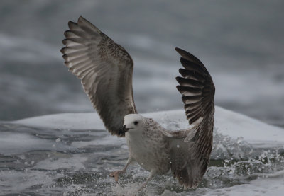 Caspian Gull - Larus cachinnans (Pontische Meeuw) 