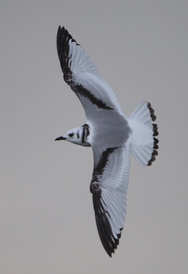 Black-legged Kittiwake - Rissa tridactyla (Drieteenmeeuw)