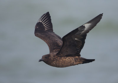 Great Skua - Stercorarius skua (Grote Jager)