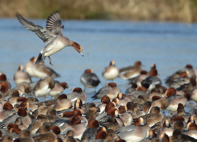 Eurasian Wigeon - Anas penelope (Smient)