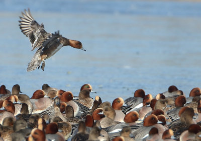 Eurasian Wigeon - Anas penelope (Smient)