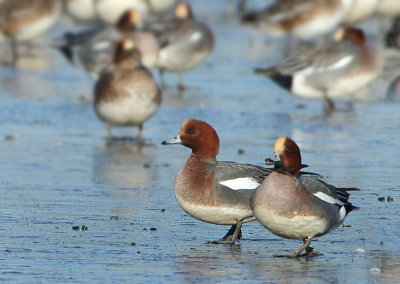 Eurasian Wigeon - Anas penelope (Smient)