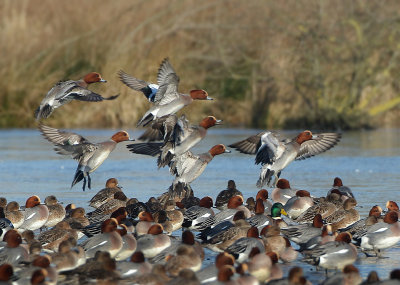 Eurasian Wigeon - Anas penelope (Smient)