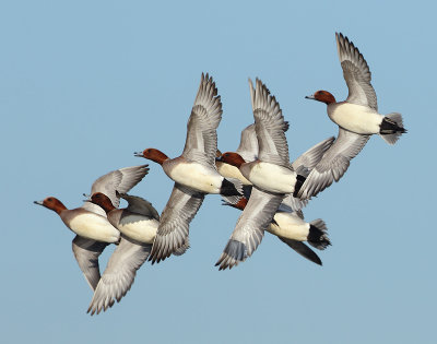 Eurasian Wigeon - Anas penelope (Smient)