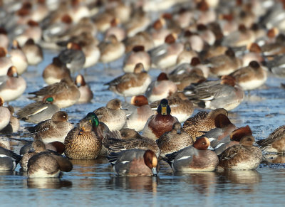 Eurasian Wigeon - Anas penelope (Smient)