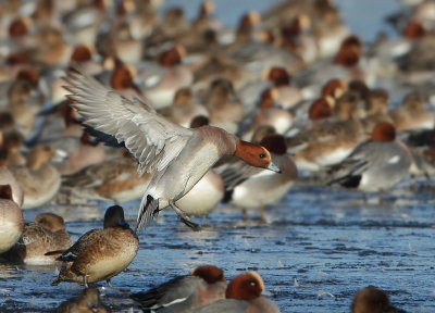 Eurasian Wigeon - Anas penelope (Smient)