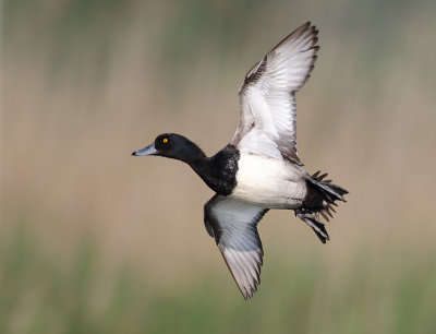 Tufted Duck - Aythya fuligula (Kuifeend)