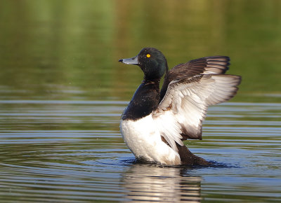 Tufted Duck - Aythya fuligula (Kuifeend)