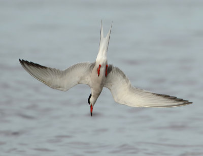Common Tern - Sterna hirundo (Visdief)