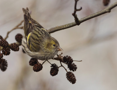 Eurasian Siskin - Spinus spinus (Sijs)