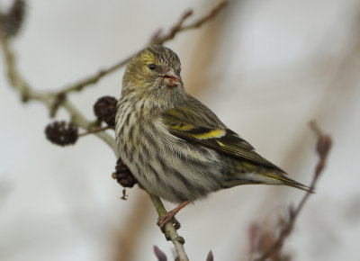 Eurasian Siskin - Spinus spinus (Sijs)