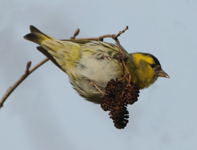 Eurasian Siskin - Spinus spinus (Sijs)