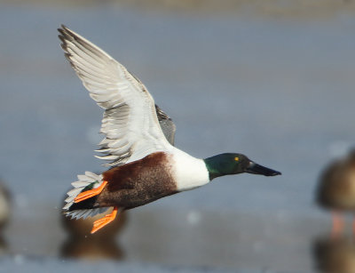 Northern Shoveler - Anas clypeata (Slobeend)