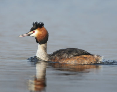 Great Crested Grebe - Podiceps cristatus (Fuut)