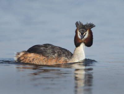 Great Crested Grebe - Podiceps cristatus (Fuut)