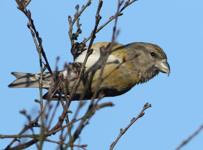 Red Crossbill - Loxia recurvirostra (Kruisbek)