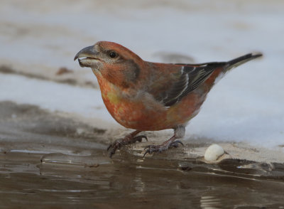MAP: Red Crossbill - Loxia recurvirostra (Kruisbek)